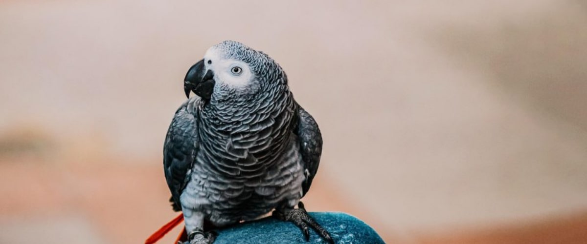 Een papegaai als huisdier: wat moet je weten?