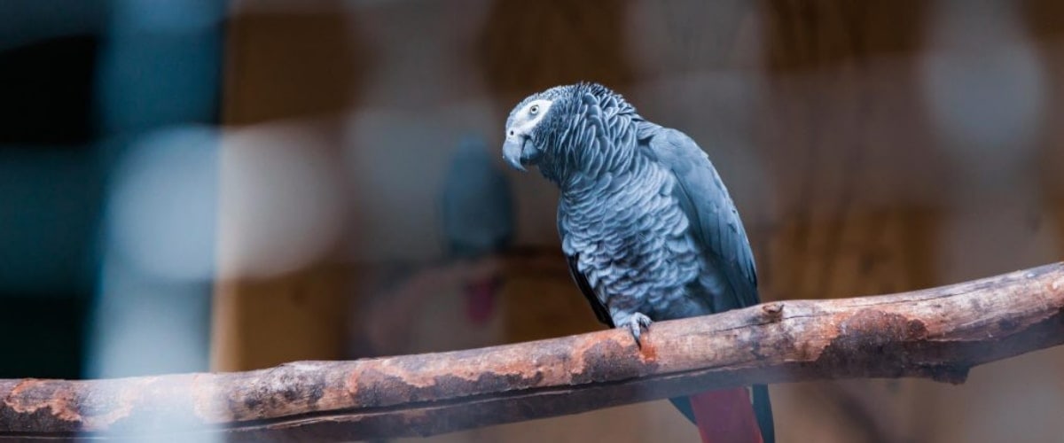 Een papegaai kopen, waar moet je op letten?