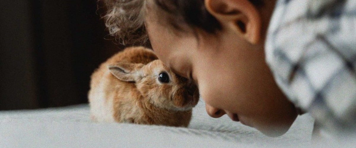 Lichtbruine konijn met klein kind