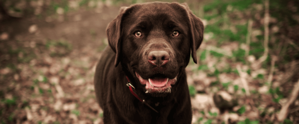 labrador retriever kopen