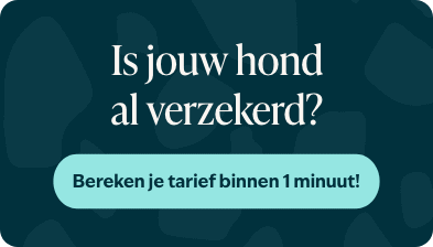 Blog banner Is jouw hond al verzekerd Mobiel &ndash; BENL