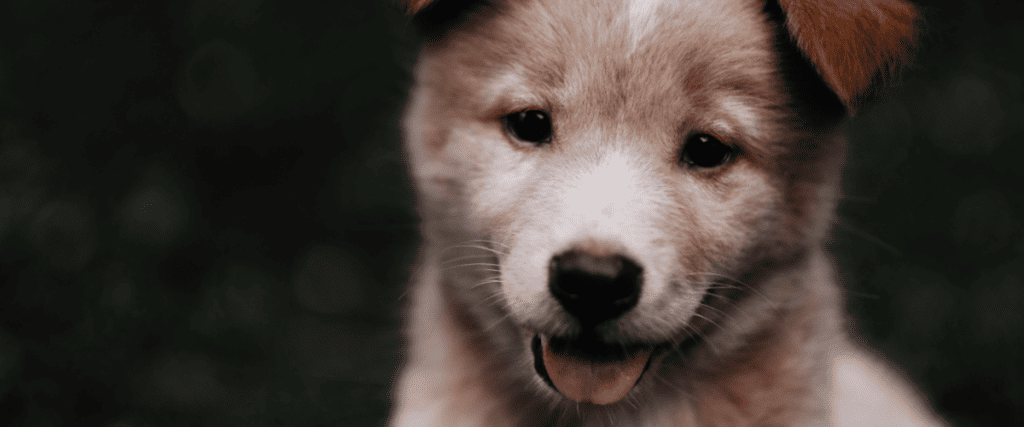 Hond hijgt veel, wat moet ik weten?