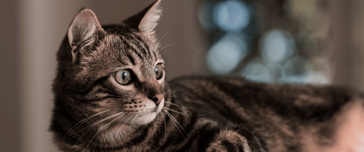 oui ou non assurer votre chat