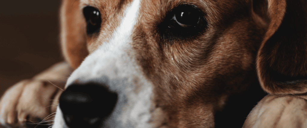 Mon chien respire fort : que devez-vous savoir ?