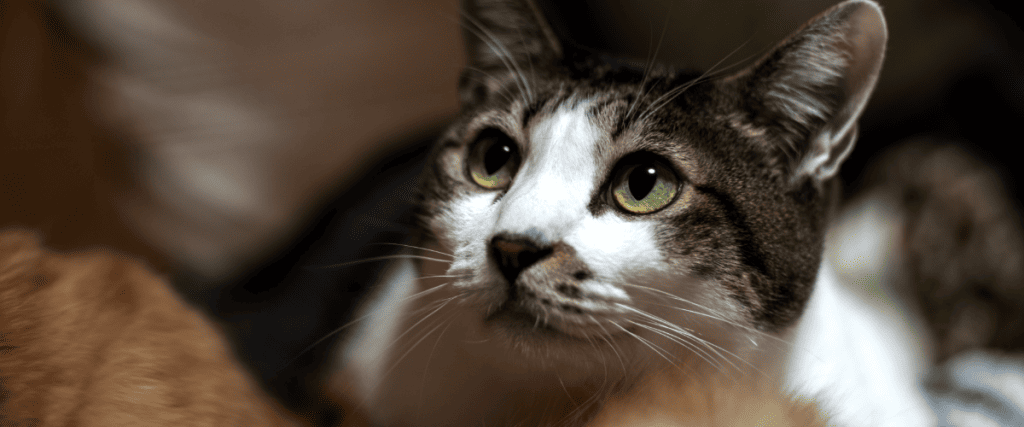 5 veelvoorkomende klachten bij katten