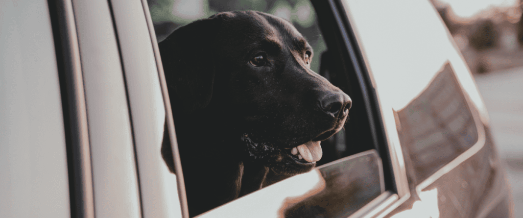 Dierenadvies Figo hond &ndash; 50 1