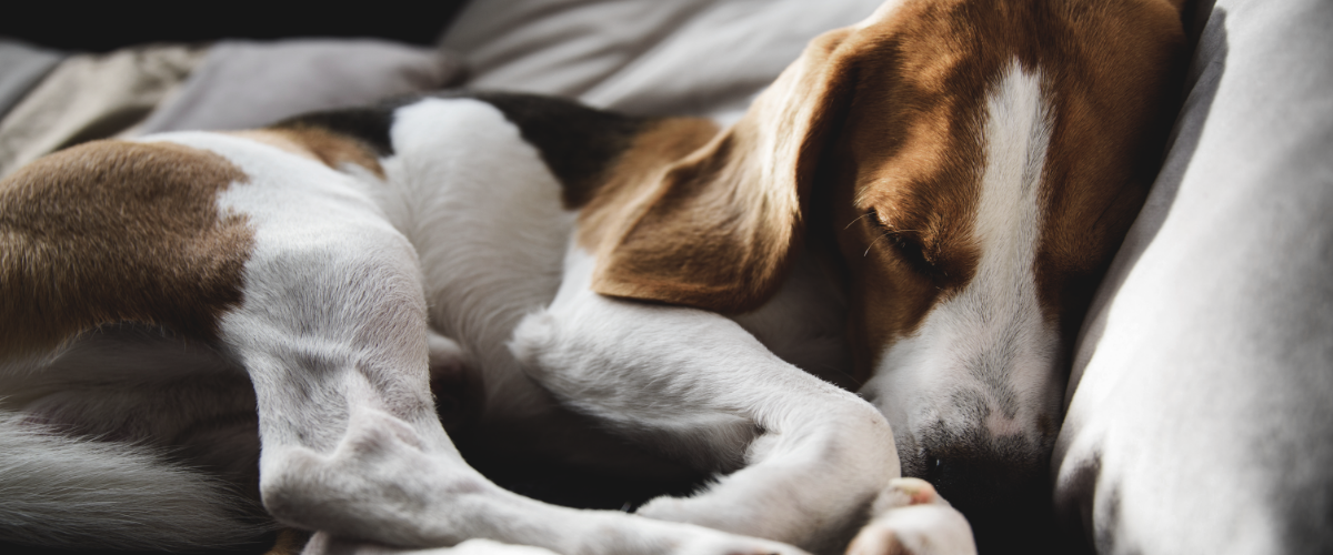 Coût du scanner pour les chiens