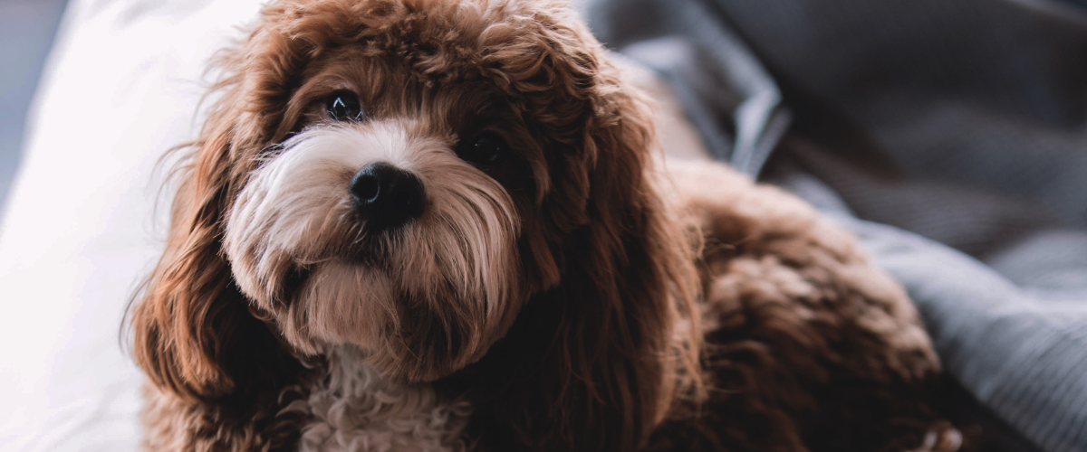 L'épilepsie chez les chiens