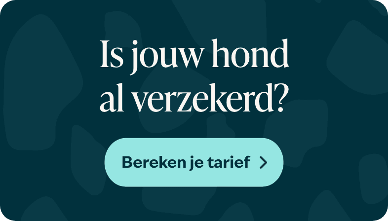 Blog banner Is jouw hond al verzekerd Mobiel &ndash; BENL