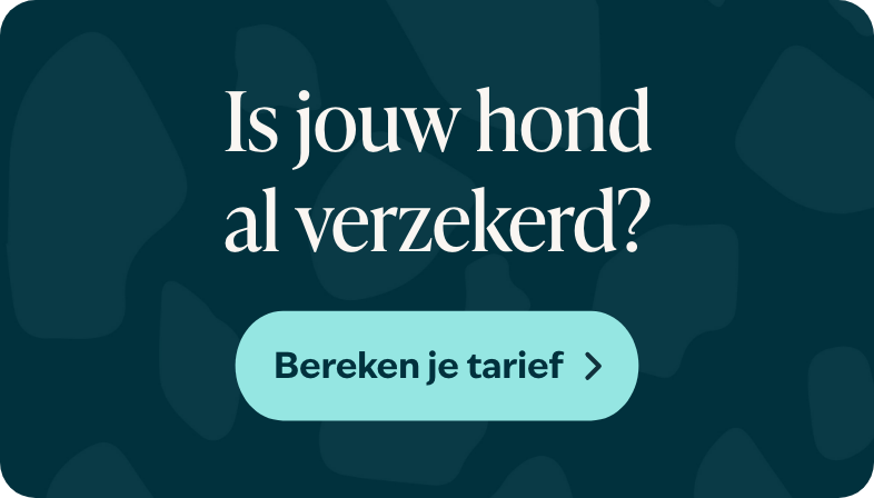 Blog banner Is jouw hond al verzekerd Mobiel – BENL
