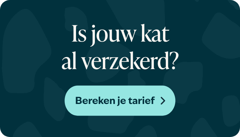 Blog banner Is jouw kat al verzekerd Mobiel &ndash; BENL