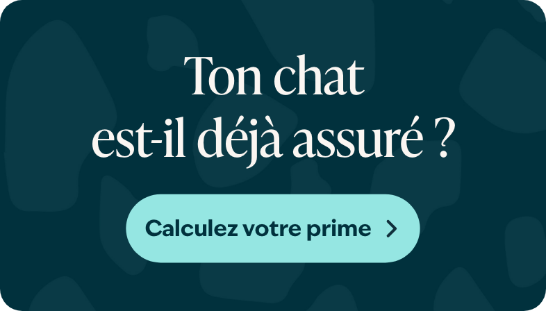 Blog banner Is jouw kat al verzekerd Mobiel BEFR