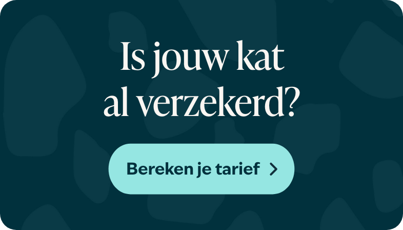 Blog banner Is jouw kat al verzekerd Mobiel – BENL