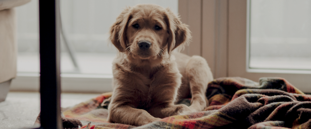 elleboogdysplasie hond - Dysplasie du coude chez le chien