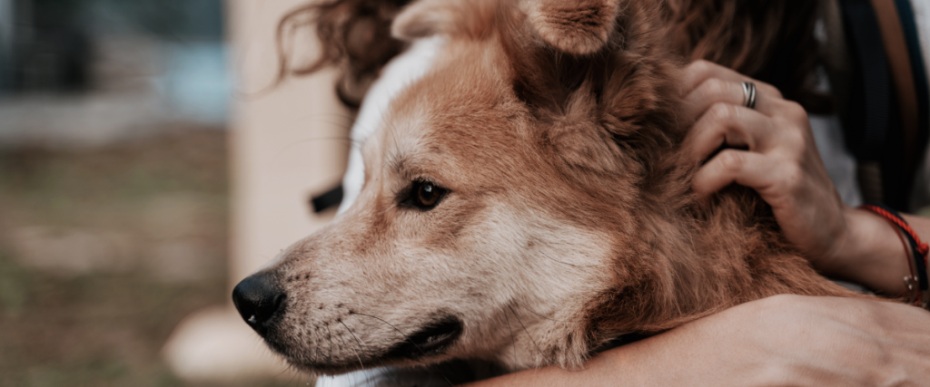 gedragstherapie hond prijs -