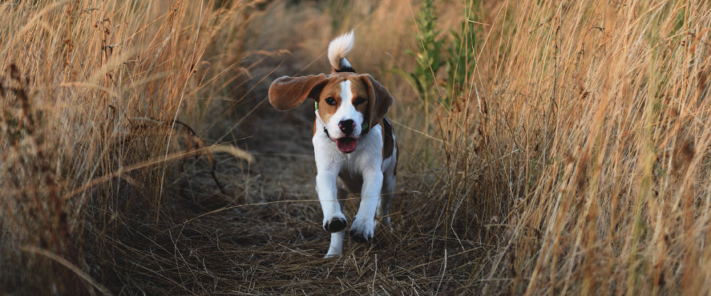 hond wil niet wandelen