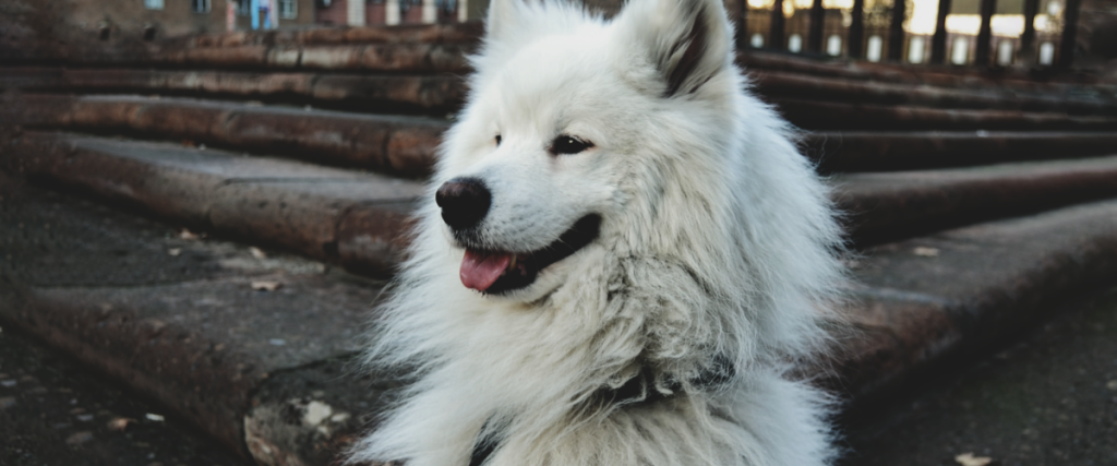 kosten röntgenfoto hond -Prix Radiographie Chien