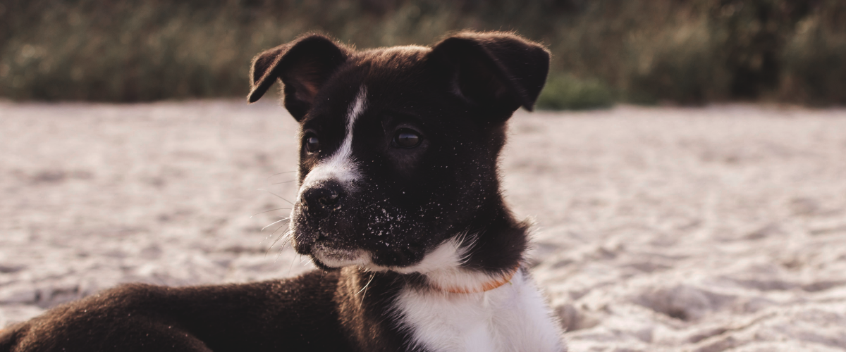 puberteit bij honden