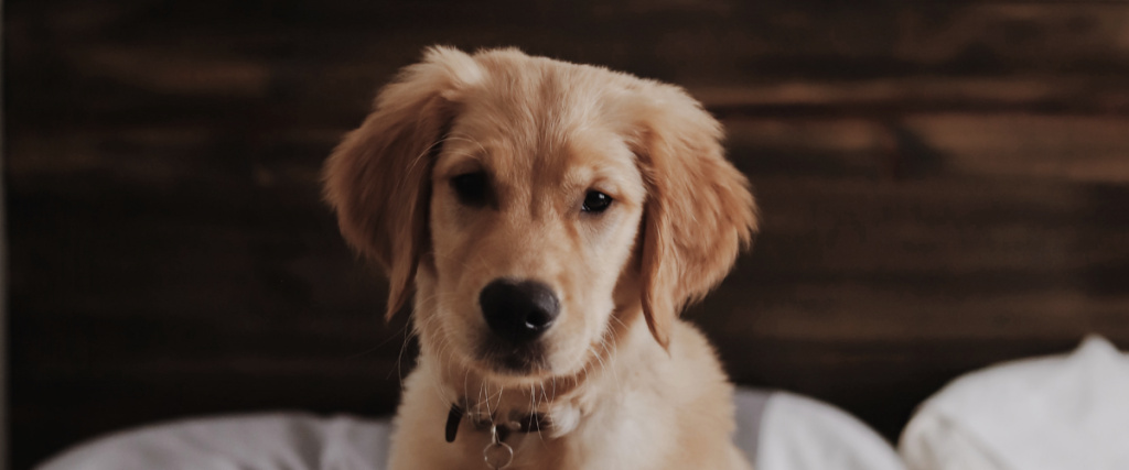 Voici les 101 races de chiens les plus populaires en 2024 !