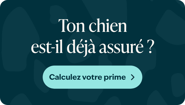 Blog banner Is jouw hond al verzekerd Mobiel BEFR 1 1