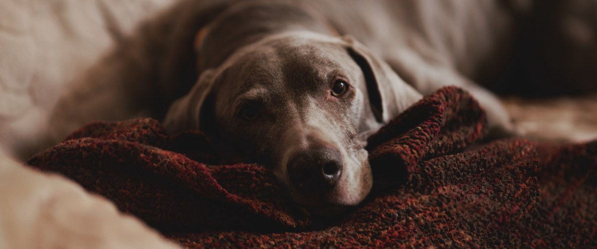 oudere hond verzekeren -mutuelle pour chien sans limite d âge