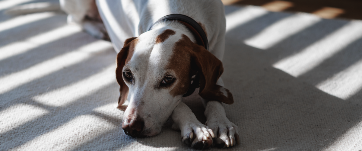 kosten baarmoeder verwijderen hond -