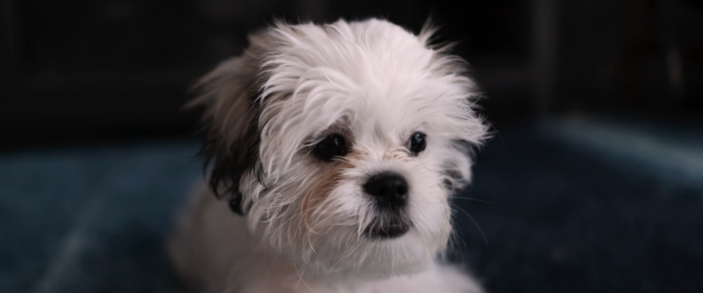 kosten bloedonderzoek hond - Prix prise de sang chien