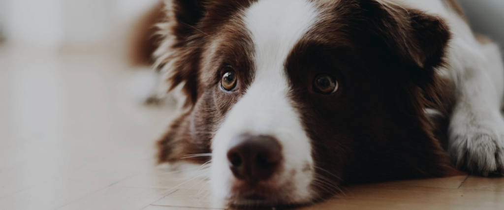 kosten sterilisatie hond - prix stérilisation chien