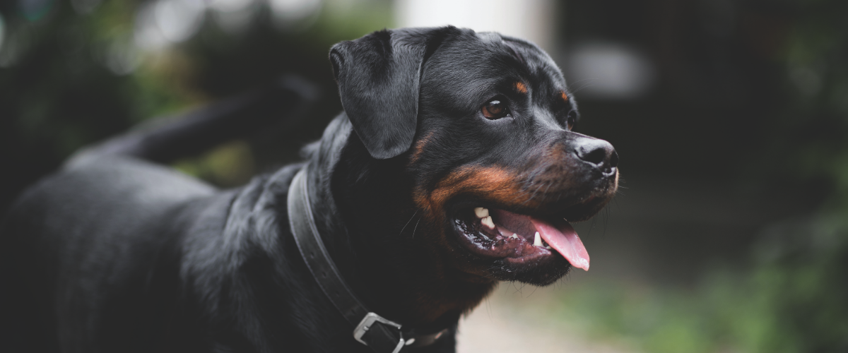 kosten gebitsreiniging hond -