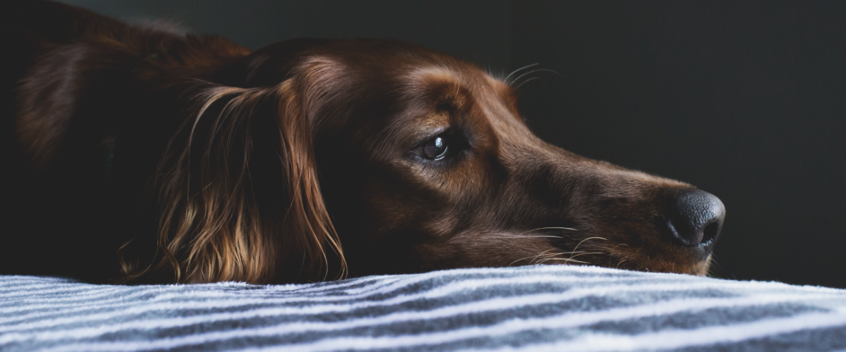 kosten hond inslapen - prix euthanasie chien