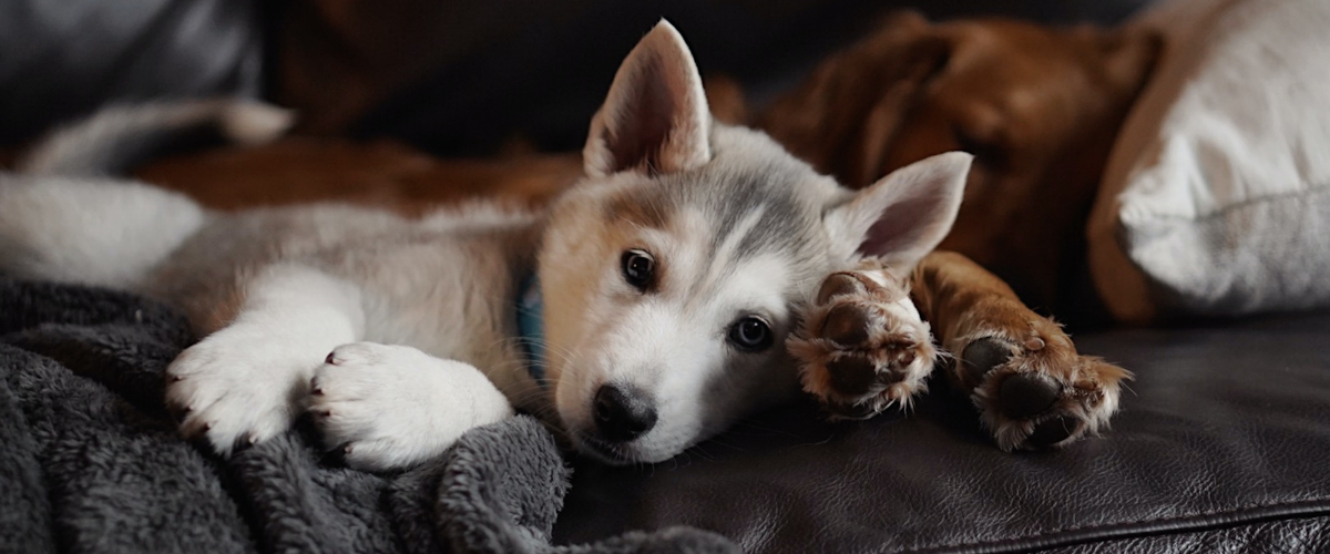 kosten kruisbandoperatie hond - prix opération ligament croisé chien