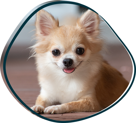 Chihuaha