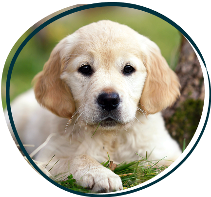 Goldenretriever pup