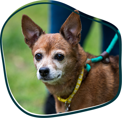 Kruising hond