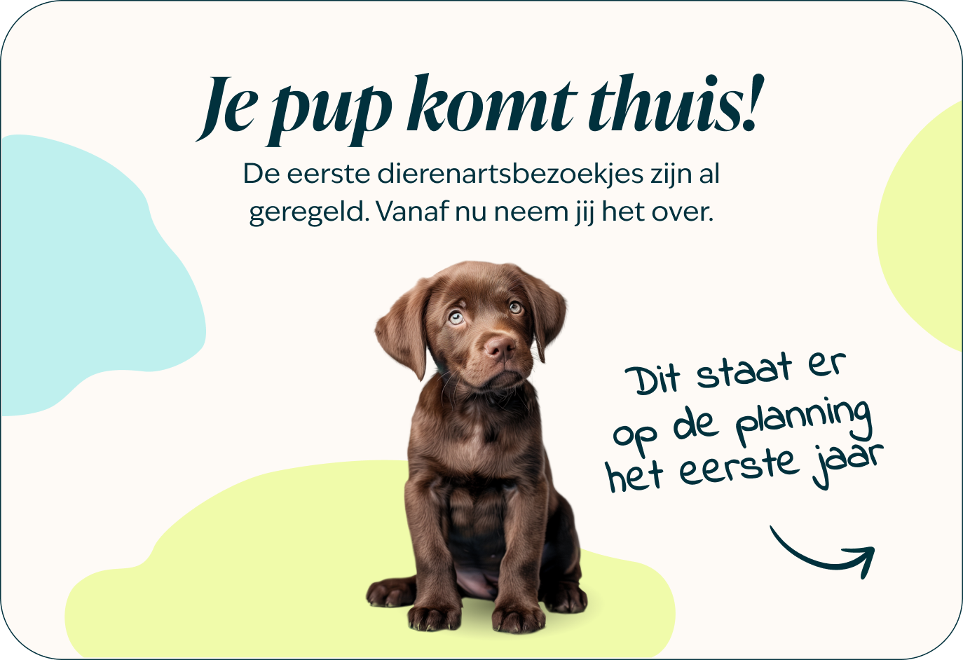Desktop-Puppy-page-Inforgrafic-puppy-Frame-1.png
