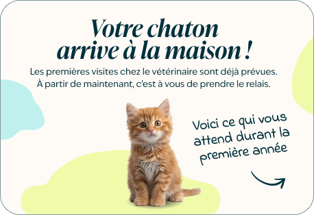 Desktop - kitten page - Inforgrafic kitten - Frame 1