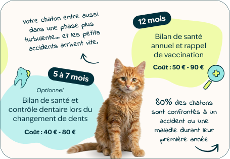 Desktop - kitten page - Inforgrafic kitten - Frame 3