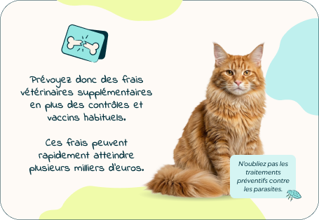Desktop - kitten page - Inforgrafic kitten - Frame 4