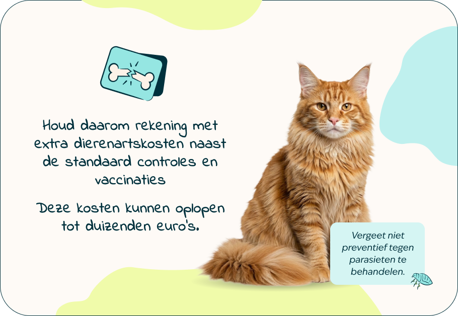 Desktop-kitten-page-Inforgrafic-kitten-Frame-4.png