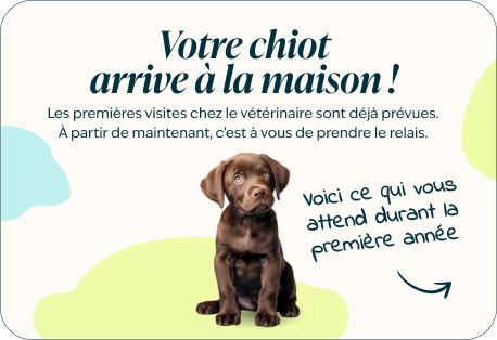 Desktop - puppy page - Inforgrafic puppy - Frame 1