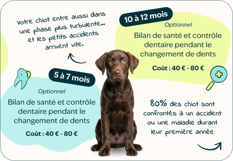 Desktop - puppy page - Inforgrafic puppy - Frame 3