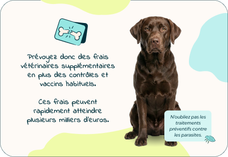Desktop - puppy page - Inforgrafic puppy - Frame 4