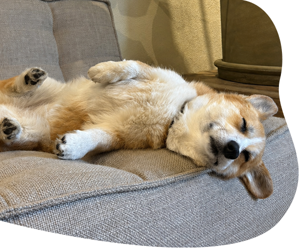 Figo Hond desktop zorgelooscampagne
