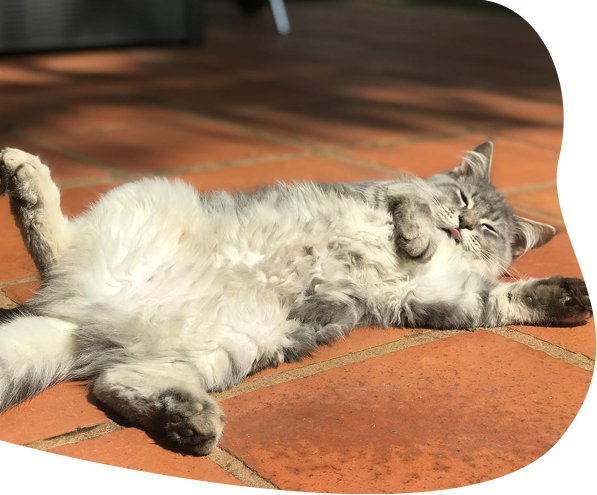 Figo Kat desktop zorgelooscampagne 1