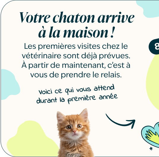 Mobile - kitten page - Inforgrafic kitten - Frame 1