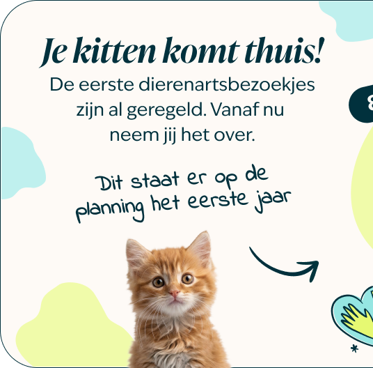 Mobile-kitten-page-Inforgrafic-kitten-Frame-1.png