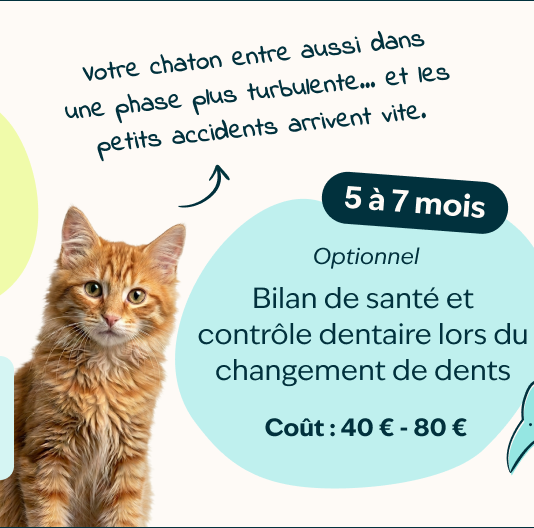 Mobile - kitten page - Inforgrafic kitten - Frame 4