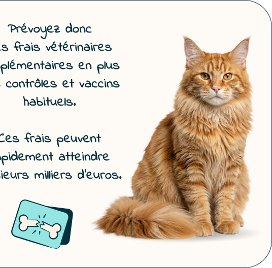 Mobile - kitten page - Inforgrafic kitten - Frame 6