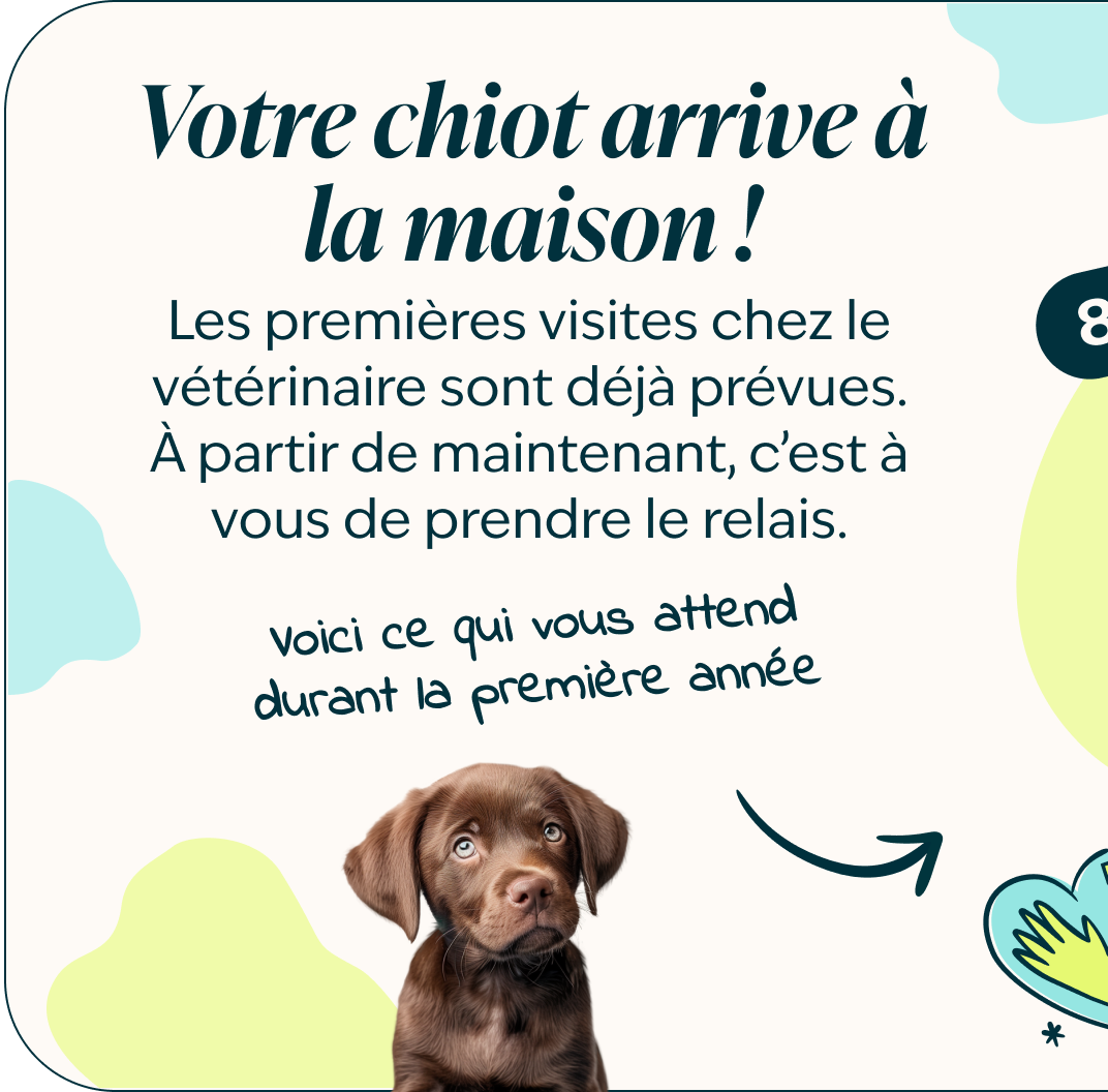 Mobile - puppy page - Inforgrafic puppy - Frame 1