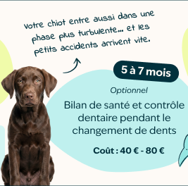 Mobile - puppy page - Inforgrafic puppy - Frame 4
